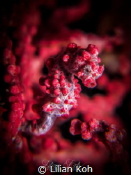 S C A R L E T
Pygmy seahorse
(Hippocampus bargibanti) by Lilian Koh 